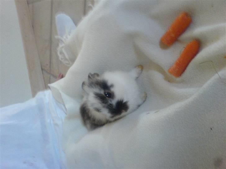 Kanin futte billede 4