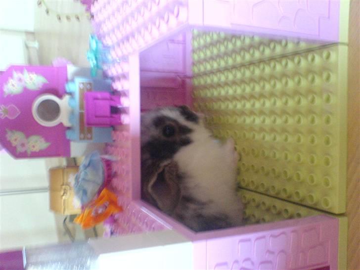 Kanin futte billede 6