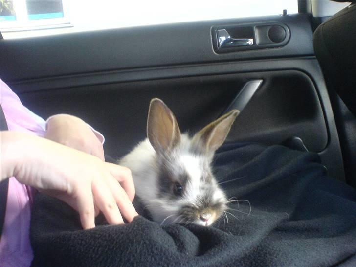 Kanin futte billede 7