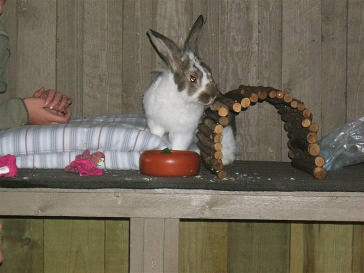 Kanin futte billede 8