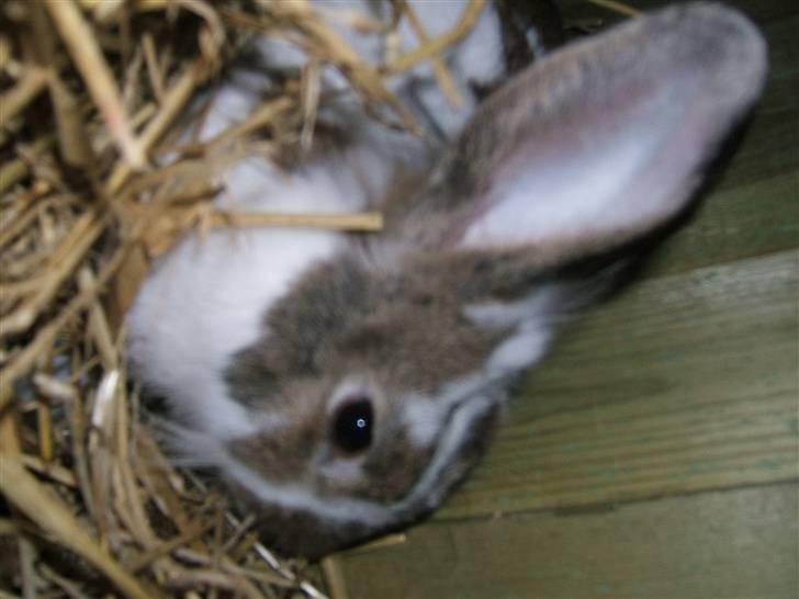 Kanin futte billede 9