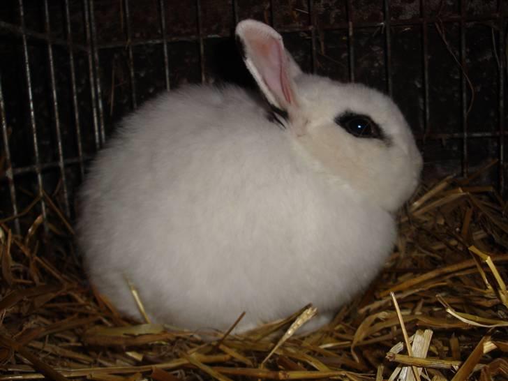 Kanin Blanding Penelope billede 1