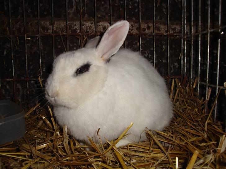 Kanin Blanding Penelope billede 2