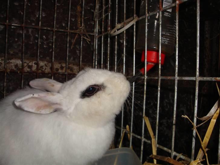 Kanin Blanding Penelope billede 3