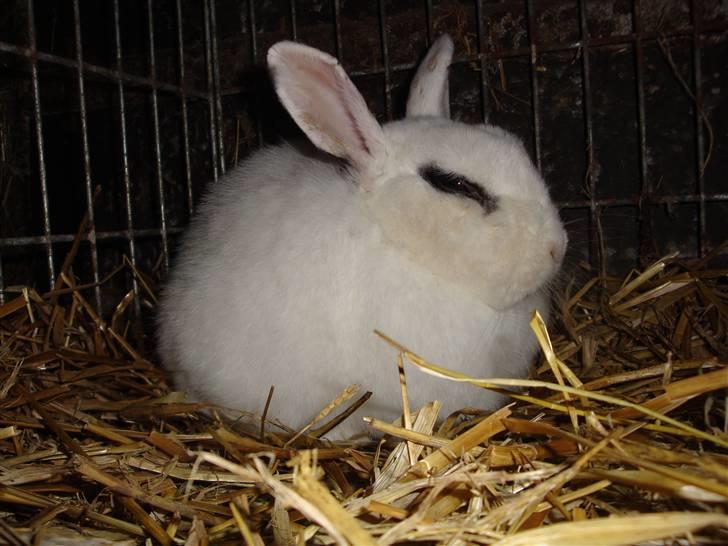 Kanin Blanding Penelope billede 4