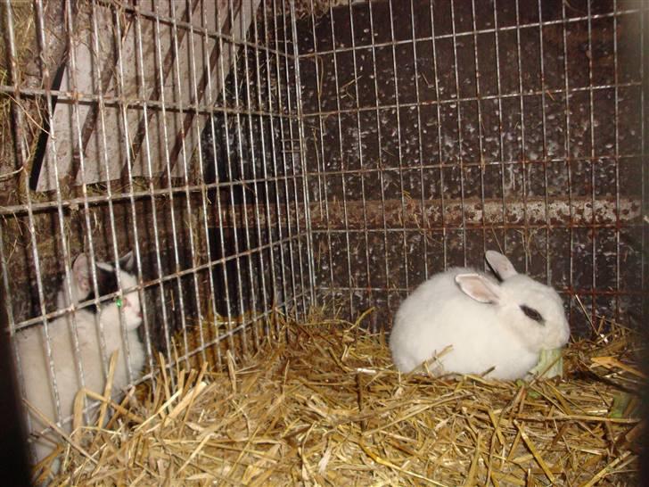 Kanin Blanding Penelope - Minnie og Penelope. billede 5