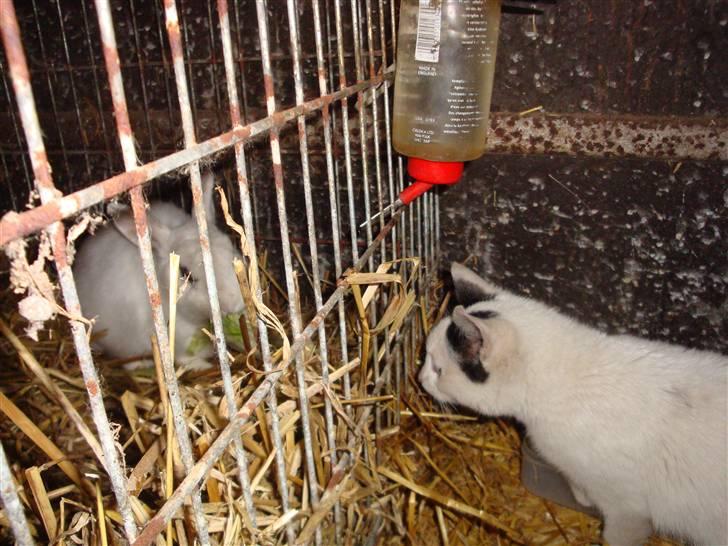 Kanin Blanding Penelope - Penelope og Minnie. billede 6