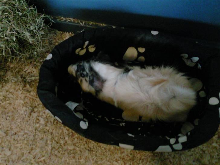 Marsvin Trolderik billede 4