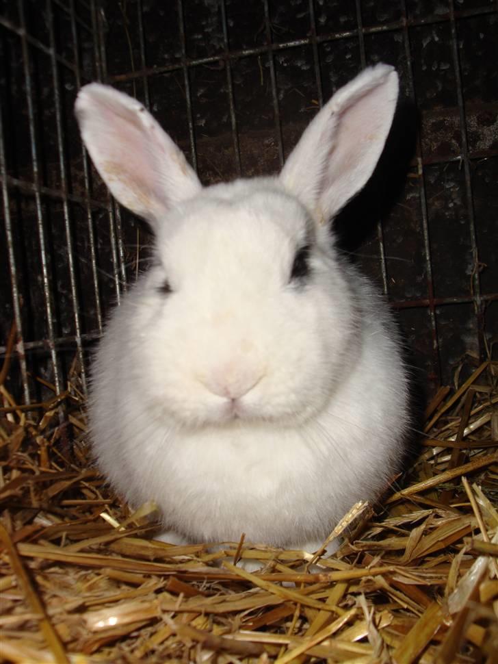 Kanin Blanding Penelope billede 7