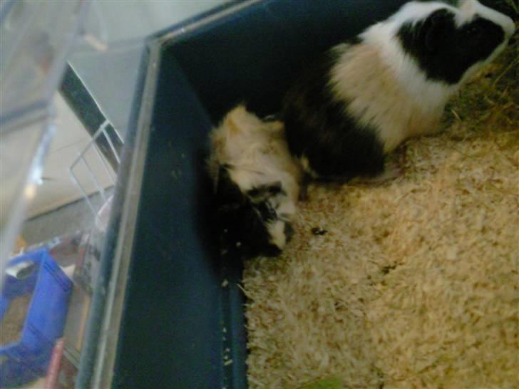 Marsvin Trolderik billede 5