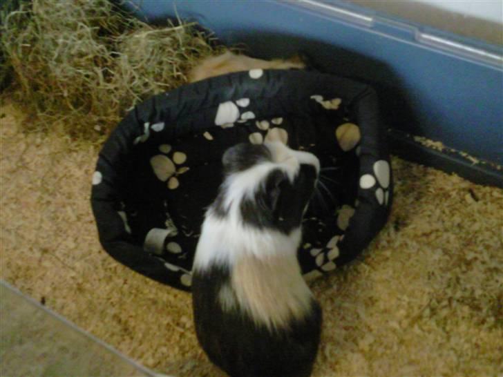 Marsvin Charlie billede 11