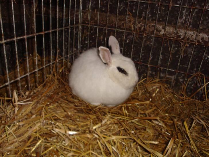 Kanin Blanding Penelope billede 8