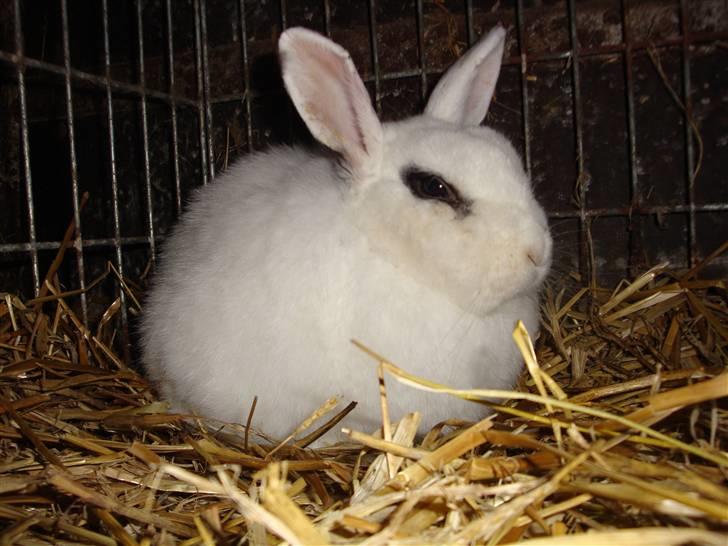 Kanin Blanding Penelope billede 9