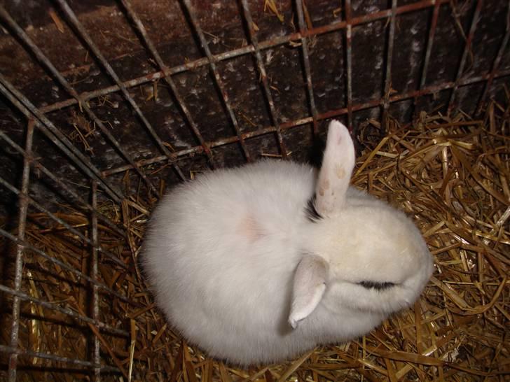 Kanin Blanding Penelope billede 10