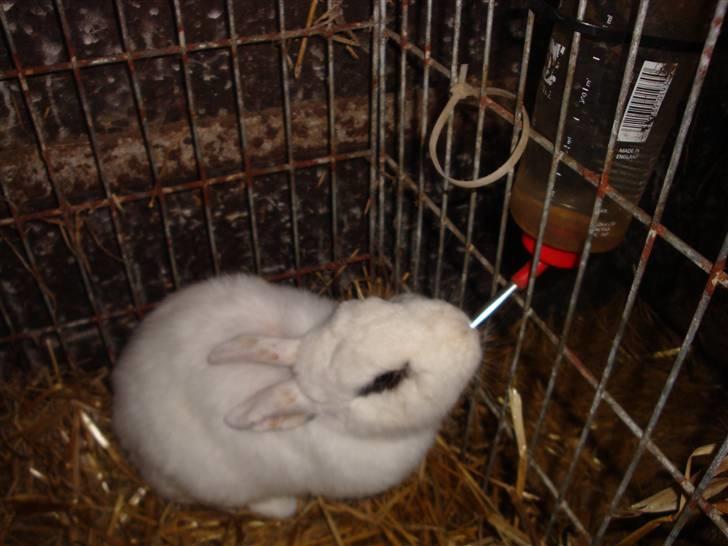 Kanin Blanding Penelope billede 11