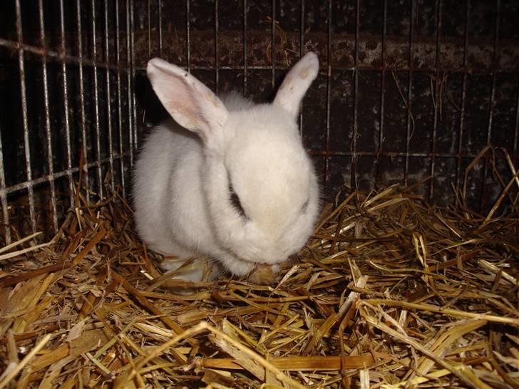 Kanin Blanding Penelope billede 12