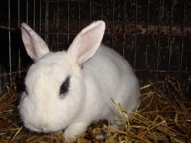 Kanin Blanding Penelope billede 13