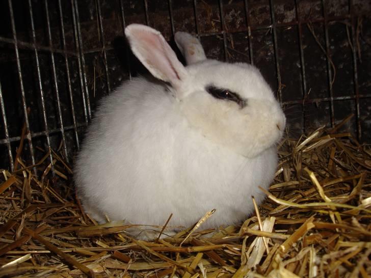 Kanin Blanding Penelope billede 14