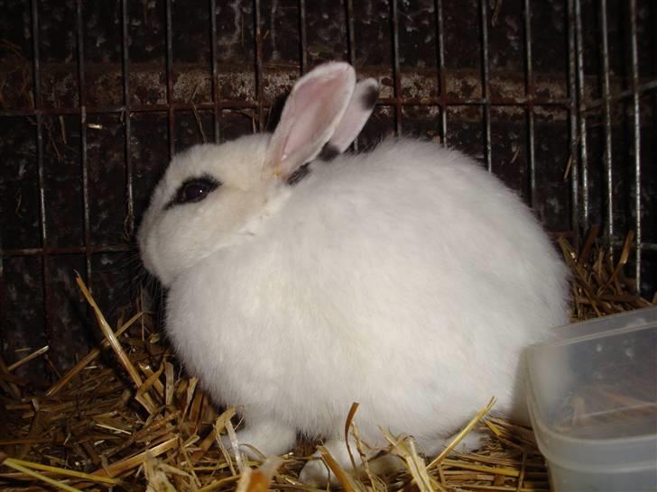 Kanin Blanding Penelope billede 15