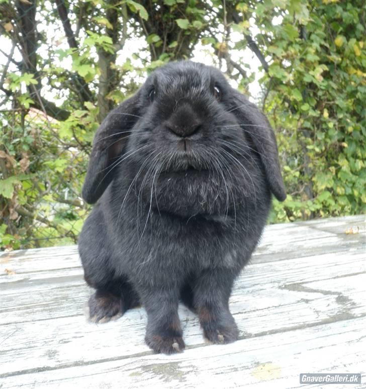 Kanin COOKIE <3 - foto jose billede 3