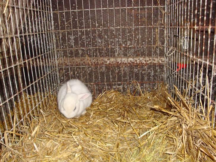 Kanin Blanding Penelope billede 16