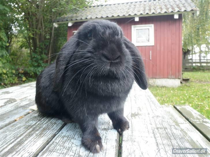 Kanin COOKIE <3 - foto jose billede 4