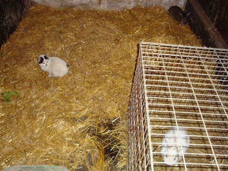 Kanin Blanding Penelope - Minnie, Isak og Penelope. billede 17