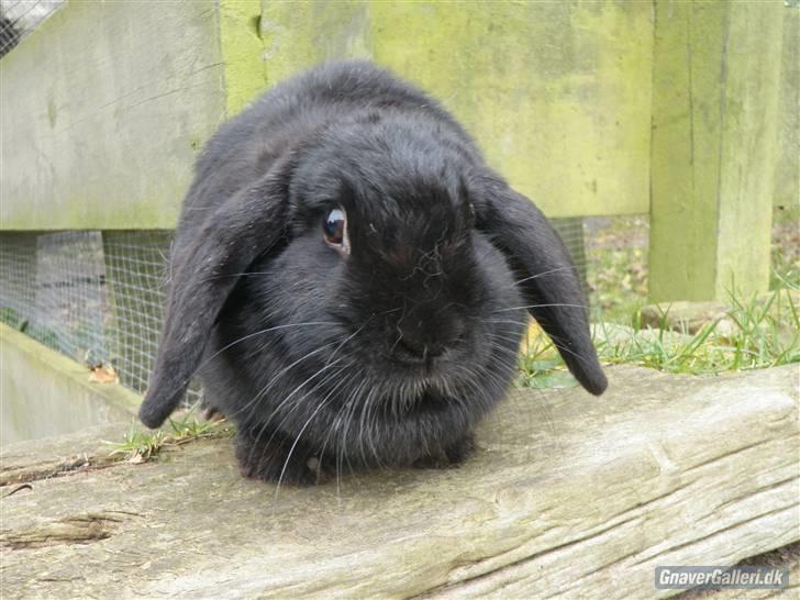 Kanin COOKIE <3 - Velkommen til Cookies profil billede 1