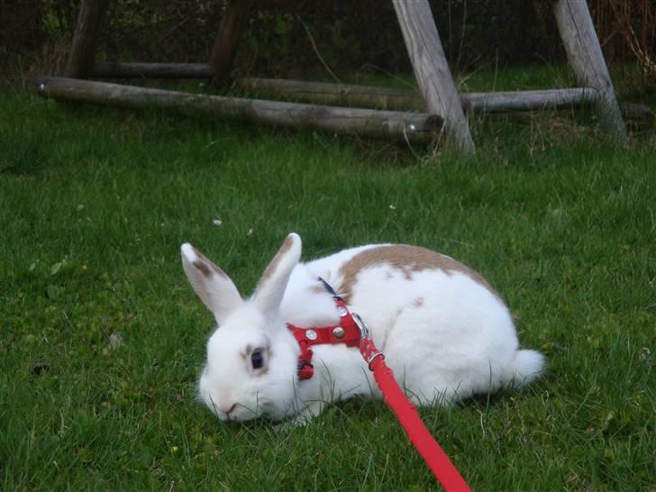 Kanin Lille Halv Måne billede 5