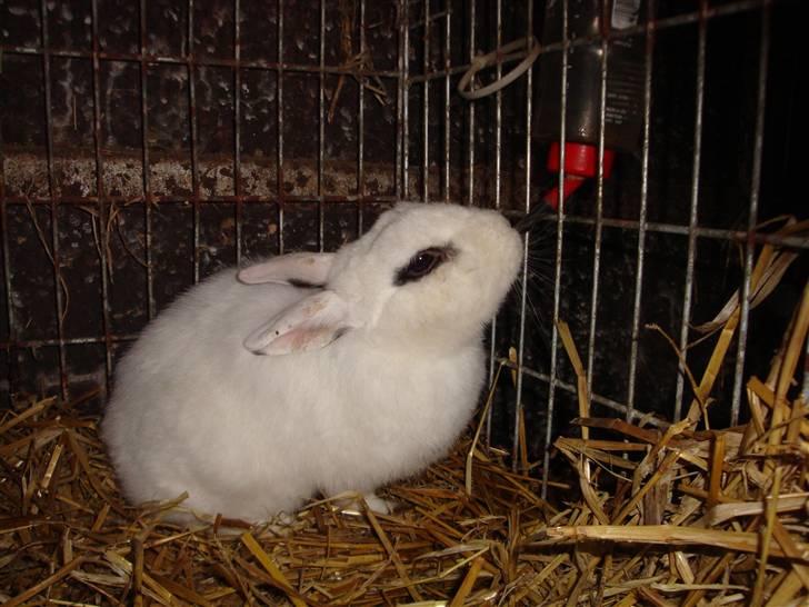 Kanin Blanding Penelope billede 18