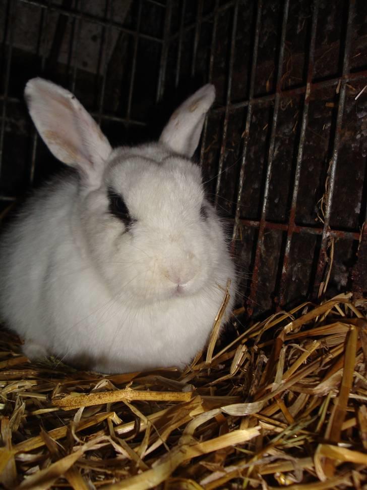 Kanin Blanding Penelope billede 19