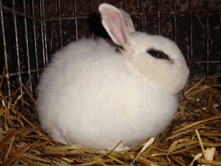 Kanin Blanding Penelope billede 20