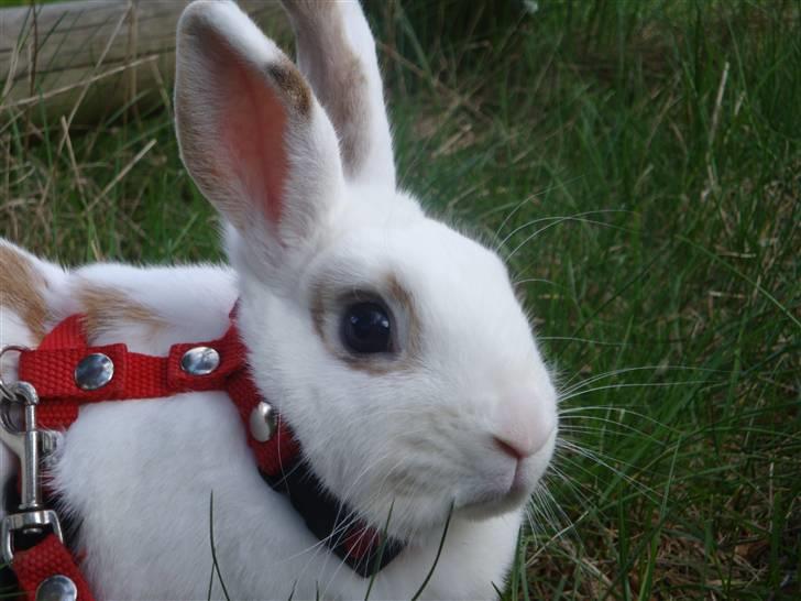 Kanin Lille Halv Måne billede 6