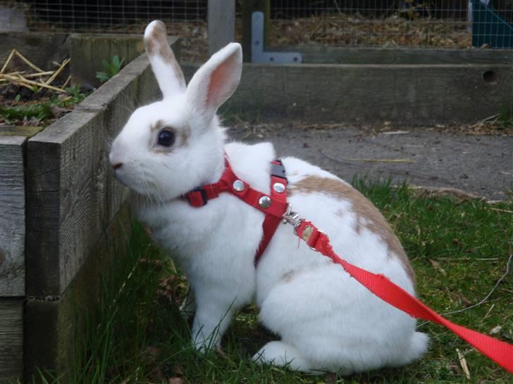 Kanin Lille Halv Måne billede 7