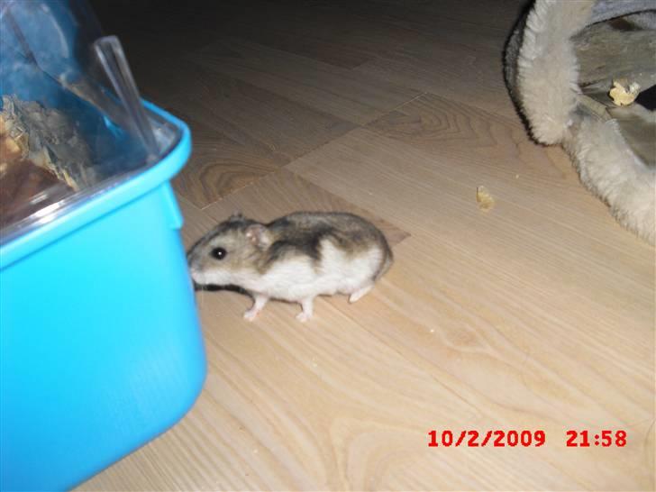 Dværghamster Tot<3 - "Hov er det ikke mit bur der står der?" billede 8