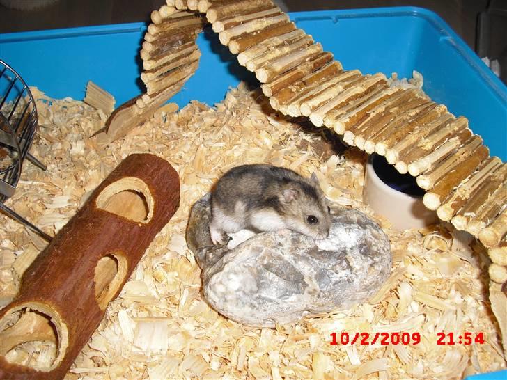 Dværghamster Tot<3 - "Høhø jeg kan godt lide min sten" billede 9