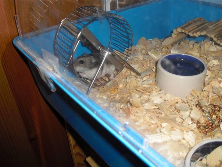 Dværghamster Tot<3 - Altid godt med noget motion! (: billede 10