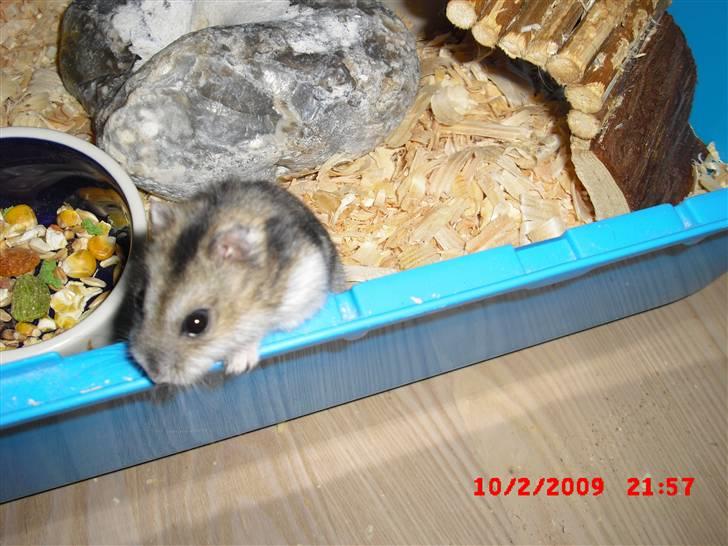 Dværghamster Tot<3 - "Så er det nu mens hun ikke kigger!!! Hov hvad er det hun stikker ned i hovedet på mig?! "BLITZ" Aaaarh neeej bevismaterialer!!! billede 11