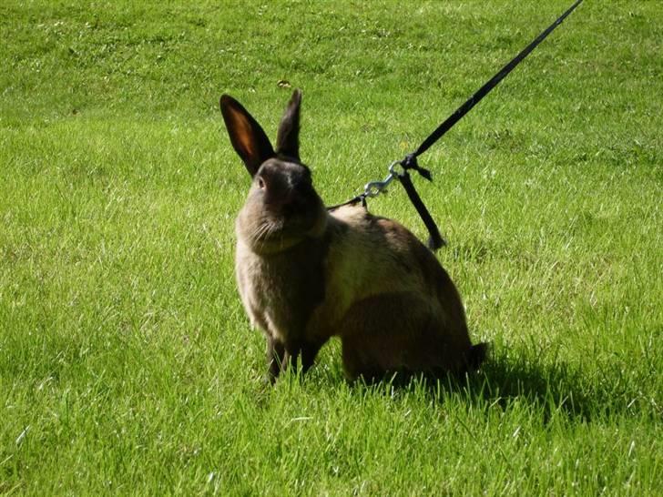 Kanin Guf´s Mikkel billede 7