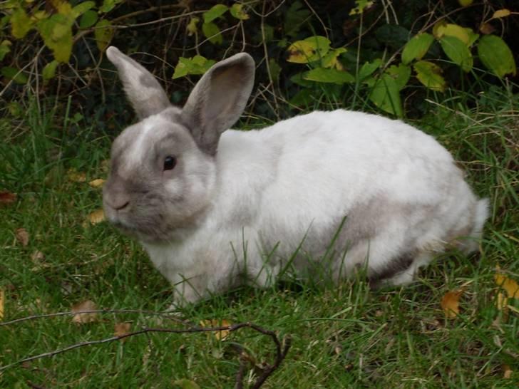 Kanin Guffe <3  † billede 5