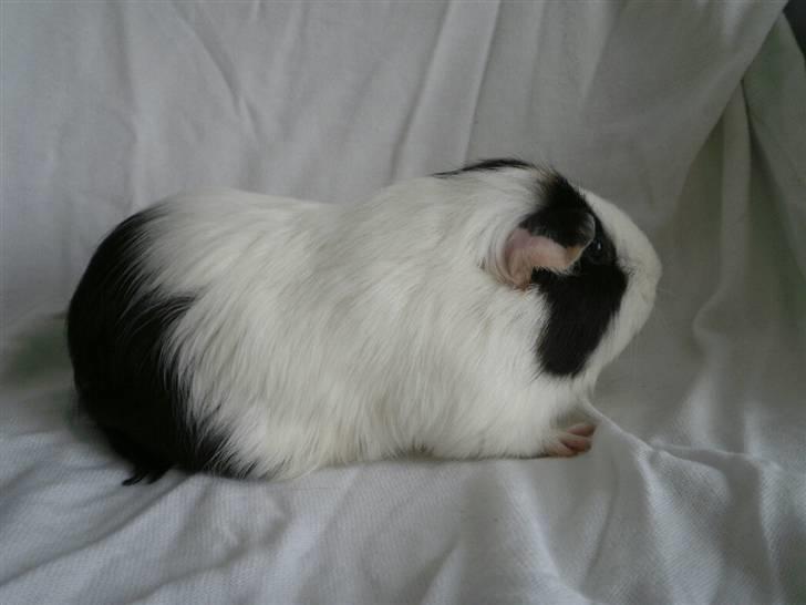 Marsvin Nille billede 4