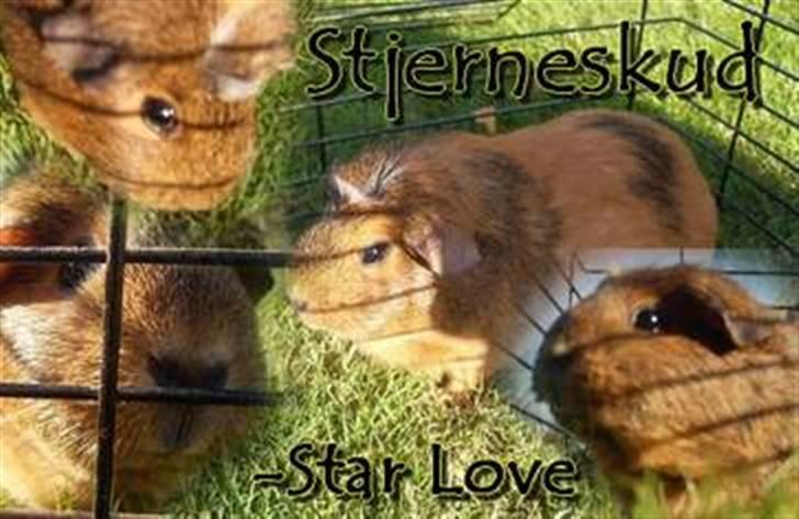 Marsvin stjerneskud billede 16