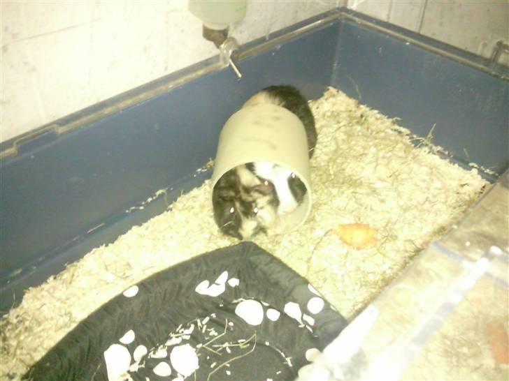 Marsvin Trolderik - Ja de kan vidst godt lide den paprulle jeg havde med hjem fra arbejdet :D billede 7