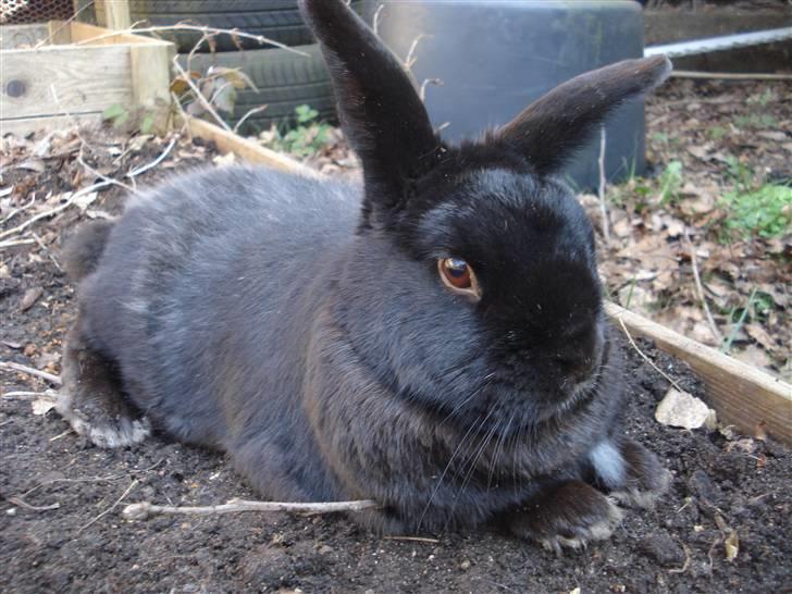Kanin Max - Zulu, 3 år, kastreret. "Vil du have mig?" billede 4