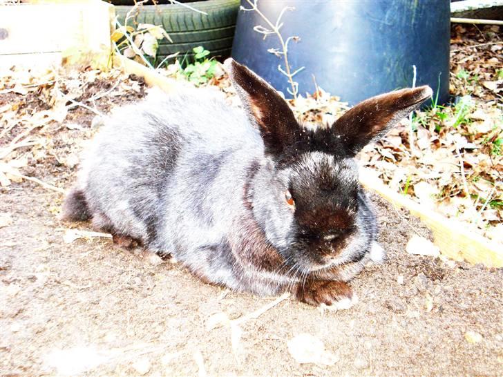 Kanin Max - Slikker lige lidt sol ;) billede 5