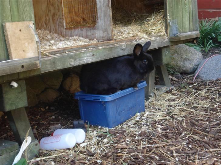 Kanin Max - "Her er der ingen, som opdager mig ;)" billede 6