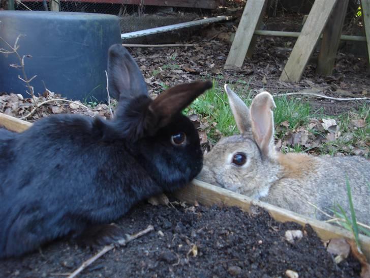 Kanin Max - Zulu og Ninus billede 7