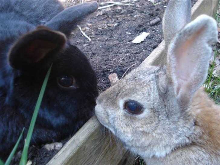 Kanin Max - Møs møs <3 billede 8