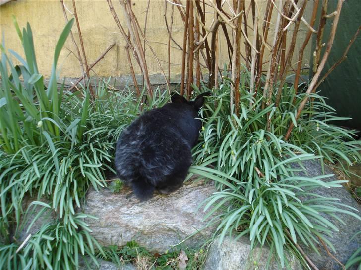 Kanin Max - På vej ind i busken. Vinterpelsen er ved at falde af ;) billede 10