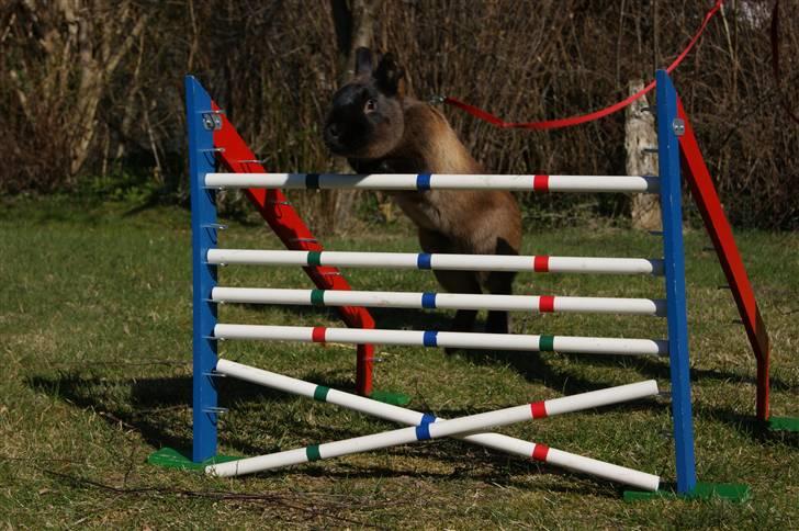 Kanin Guf´s Mikkel billede 8